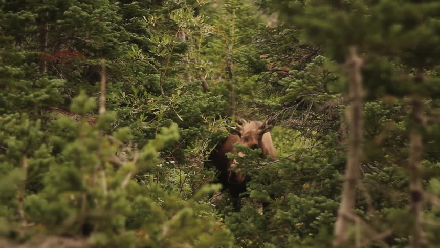 A moose stands in a heavily forested area