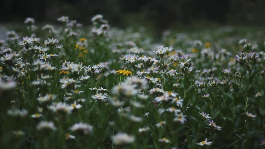 White and yellow flowers blowing in the wind