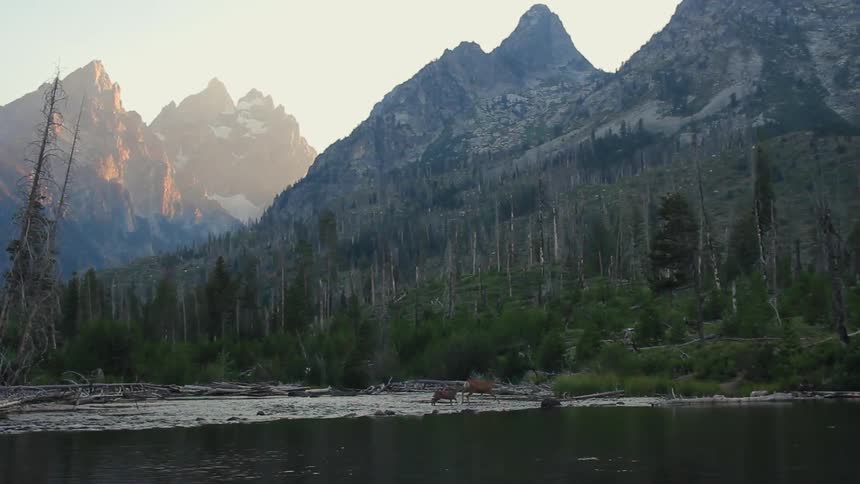 Cattle walk in a shallow stream in front of mountains