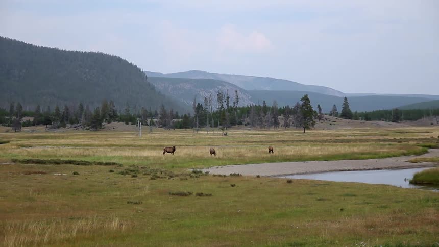 Animals run along the grass near the creek