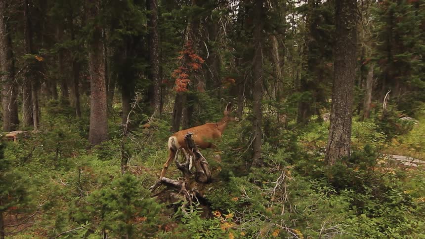 A deer walks in the forest