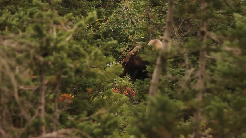 Moose eating leaves from trees in forest