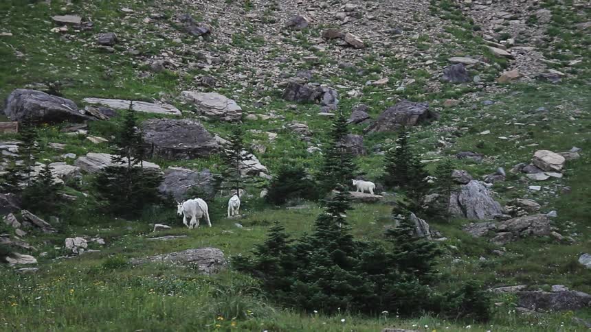 Several goats walk on a rocky hillside