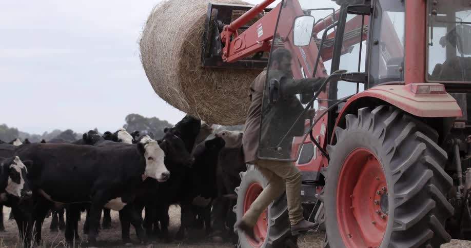 Cattle try to eat a bale of hay attached to a tractor and a man gets in