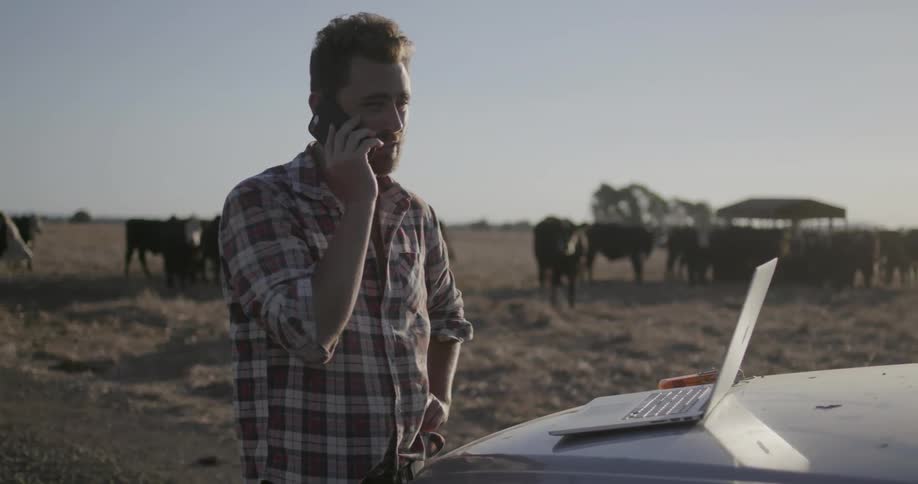 A man is talking on the phone near some cows