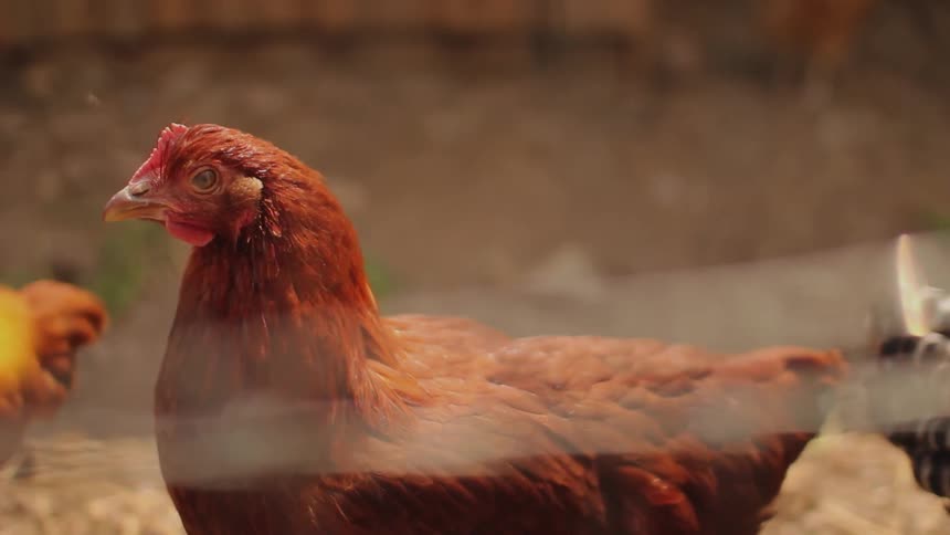 Chickens standing and pecking on dirt