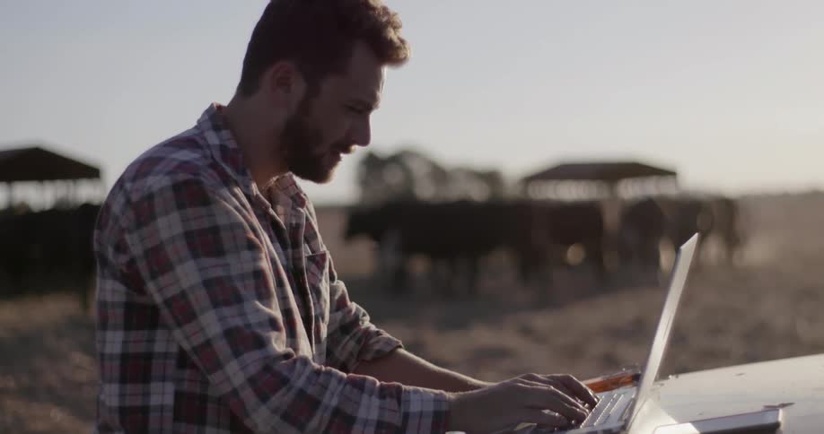 A man types on a laptop resting on the hood of a truck with cows in the background