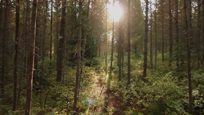 Sunlight shines through trees in the woods