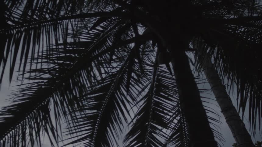 View of palm trees on a cloudy day
