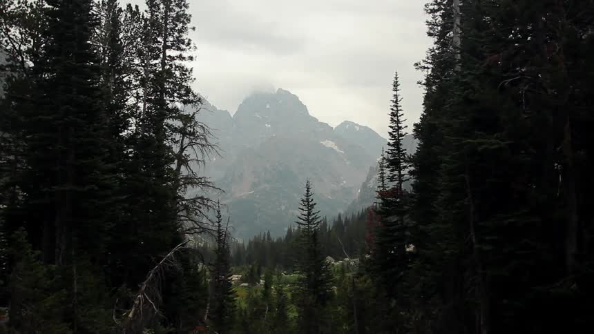 Pines trees grow in the mountains