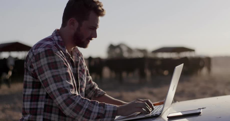A man using a laptop near a herd of cows