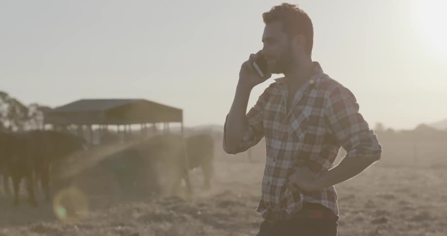 A man talks on a cell phone while cows eat and drink
