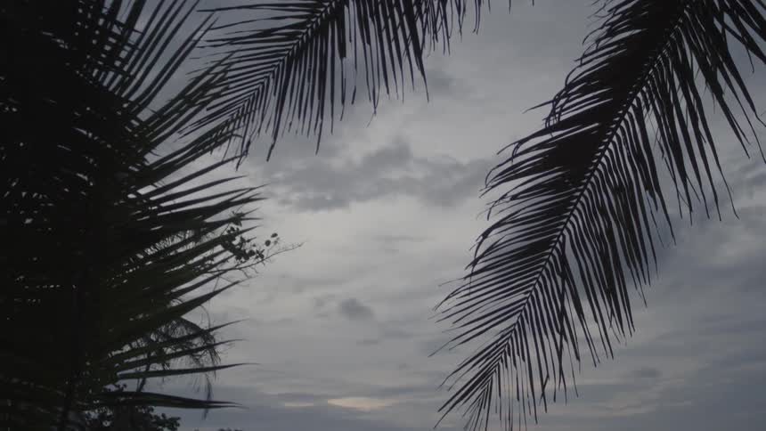 Palm trees blowing in the wind at the beach