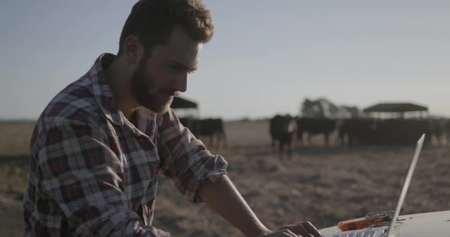 A man types on a laptop near a herd of cows
