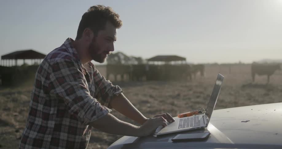 Man works on laptop near cows