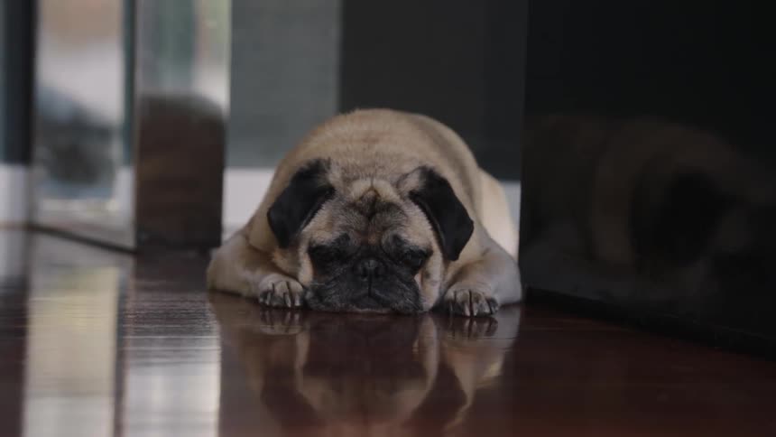 Dog lays on the floor in a house