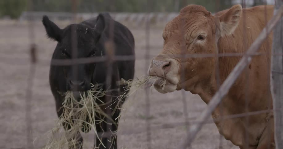 More hay is added to the pile as cows eat