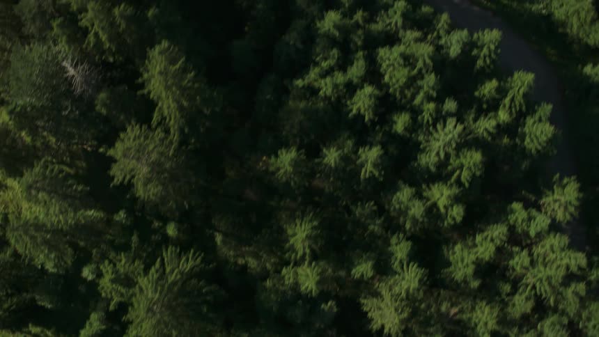 A forest with a road through it