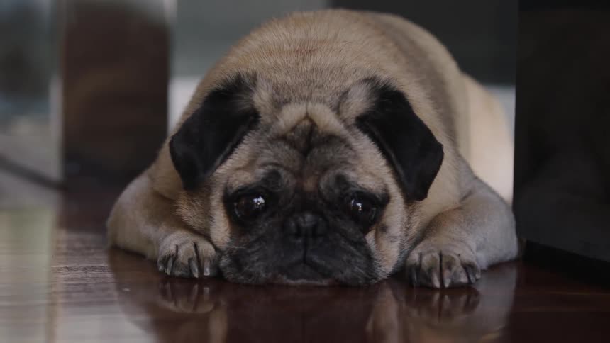 Dog lays on the floor in a house