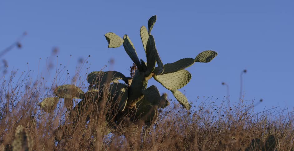 Wind blows through a cactus on a clear day