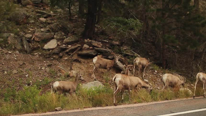 Deer graze next to a paved road