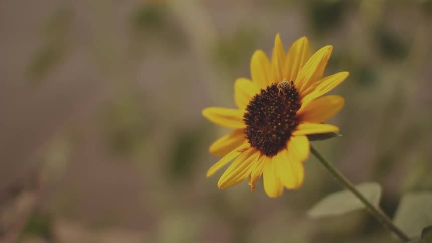 A bee is crawling on a daisy