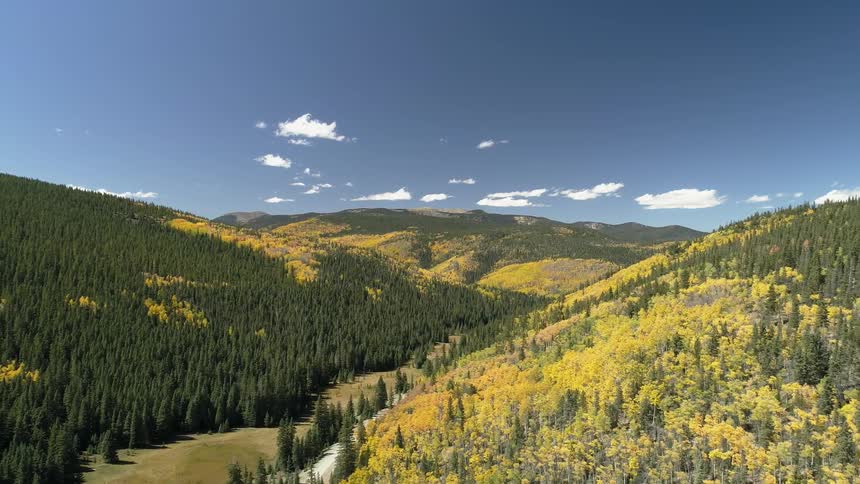 A mountain is covered with evergreens and yellowing trees