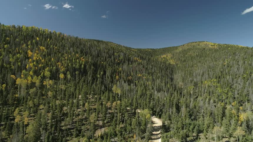 The forest leads to hills on a sunny day