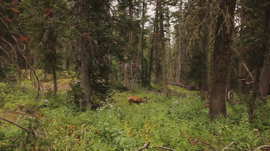 An animal is grazing in the forest