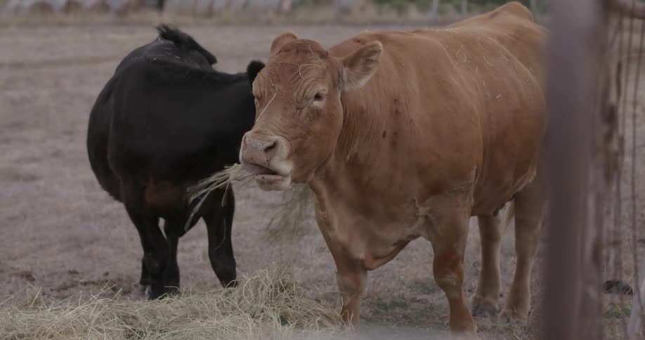 Cows chew hay in a rural pasture