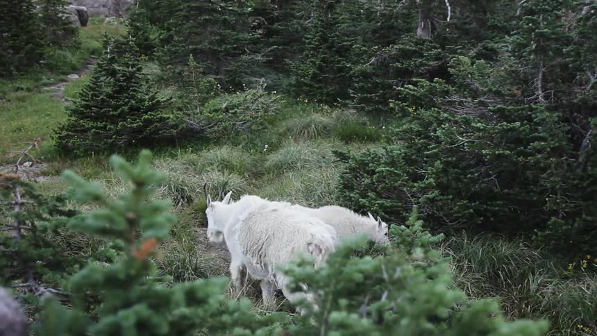 White goats graze on the hillside