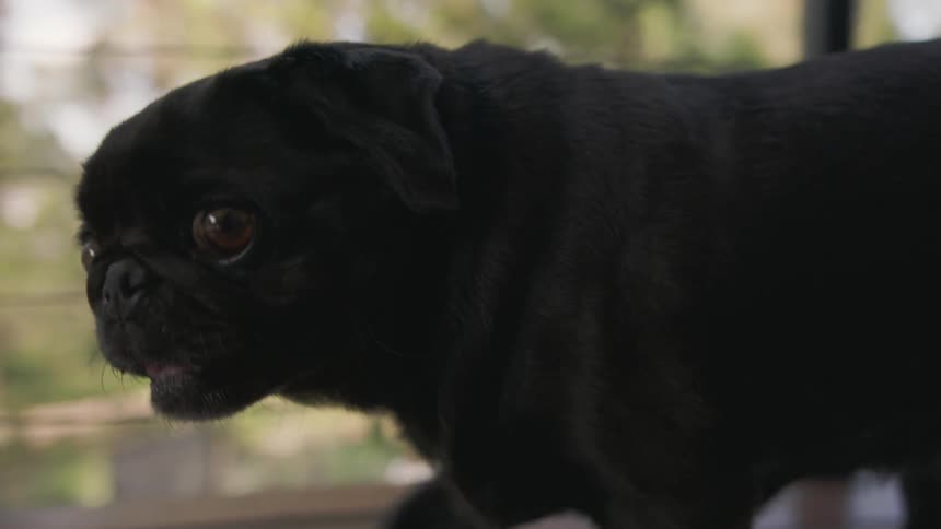 Small black dog pants and walks in front of a window