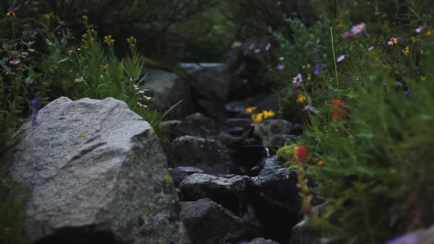 A small brook surrounded by flowers