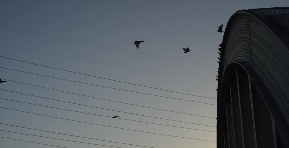 Birds flying off of a building near telephone wires