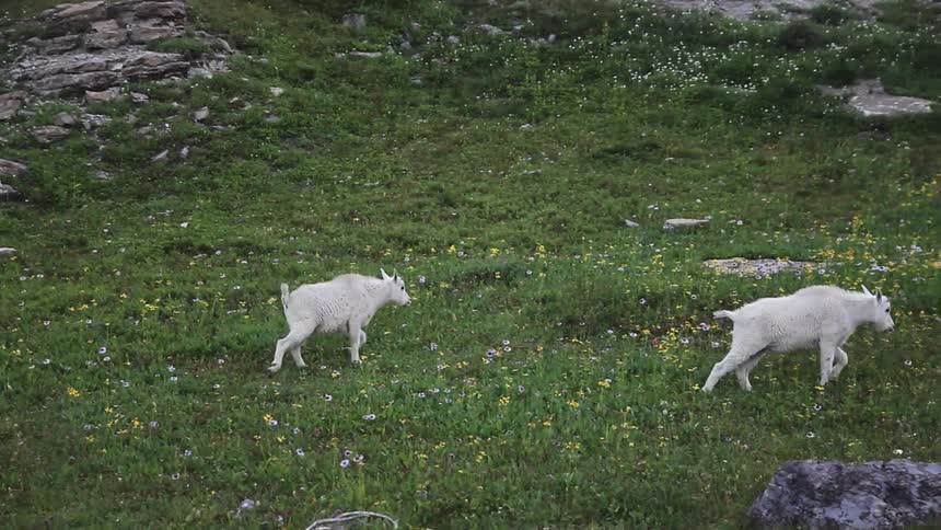 Two goats skipping on grassy rocky terrain