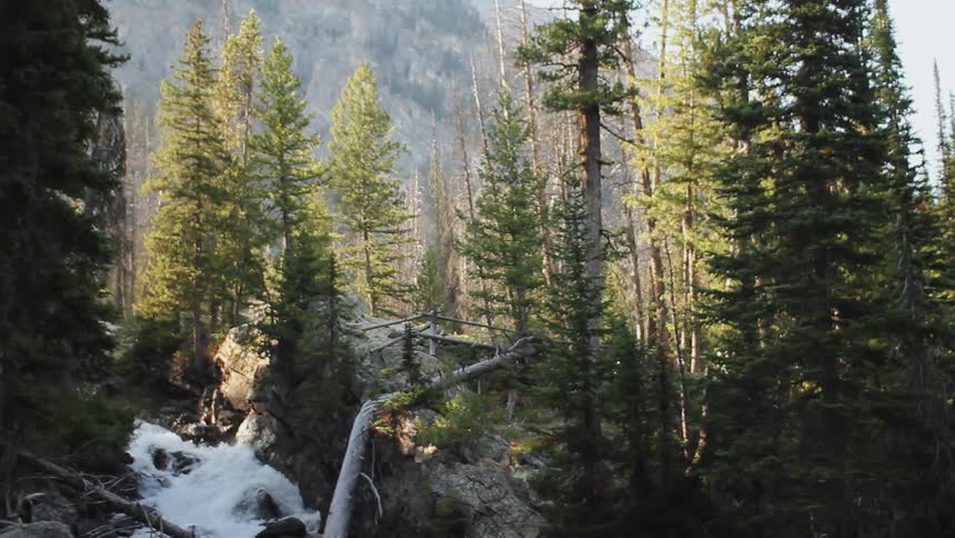 A river gushes through a forest