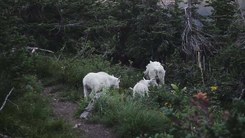 White billy goats walk together through the bushes