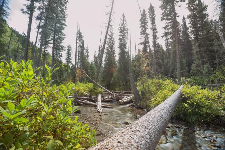 Time-lapse of clouds moving over a wooded area