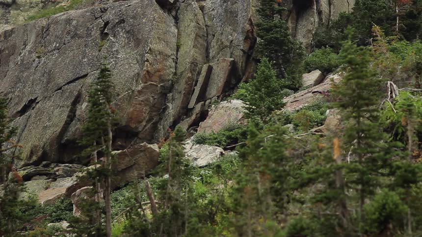 A bear walks into a cave