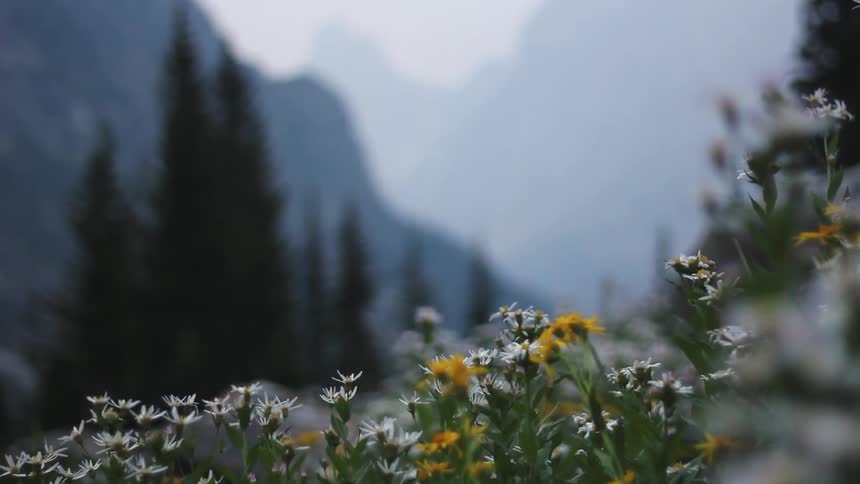 Flowers blow in the wind near this mountain range