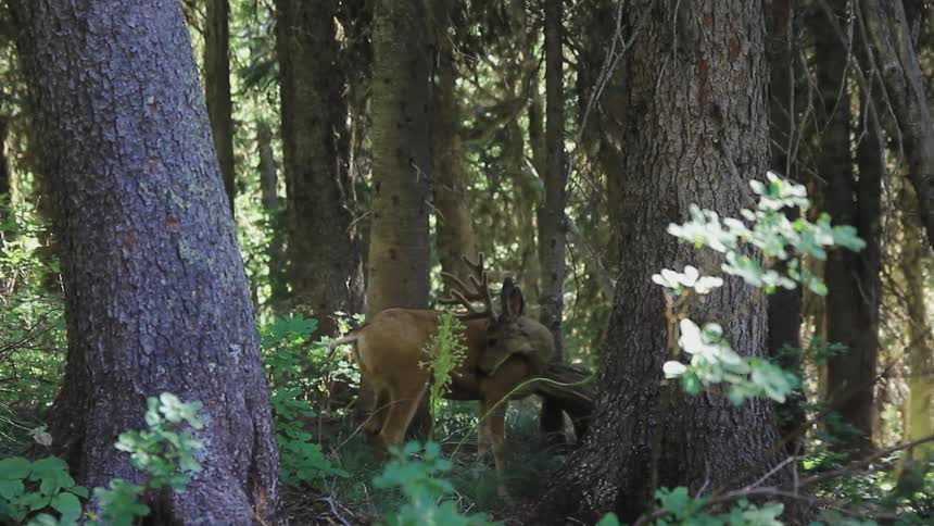 A deer licks itself in the forest