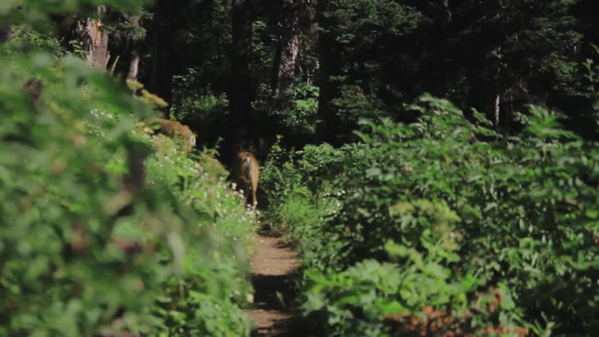 A deer walks a forest trail in the sunshine