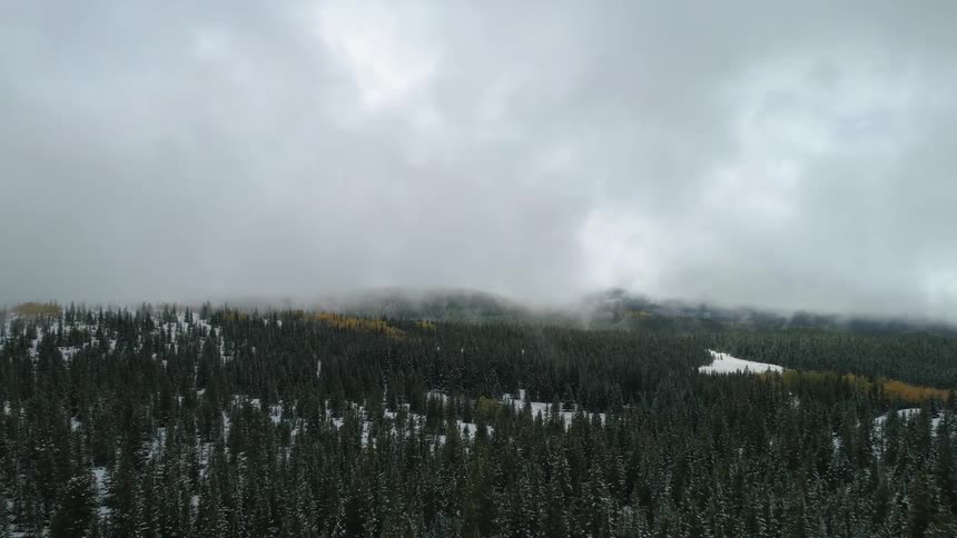 The forest is filled with snow on a cloudy day