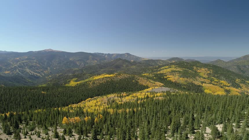 The forest leads to hills covered with yellow