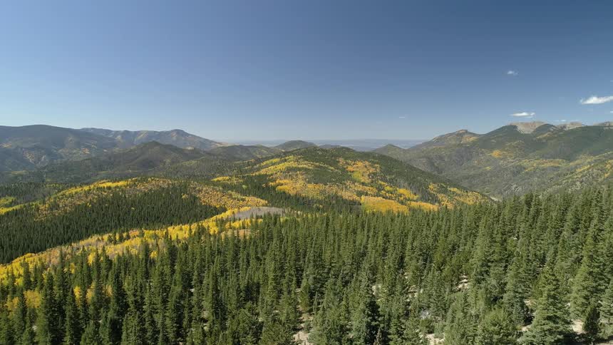 Forest of trees in the mountains on clear day