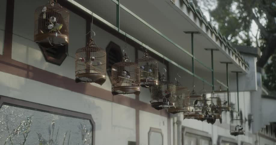 A line of bird cages hanging outside