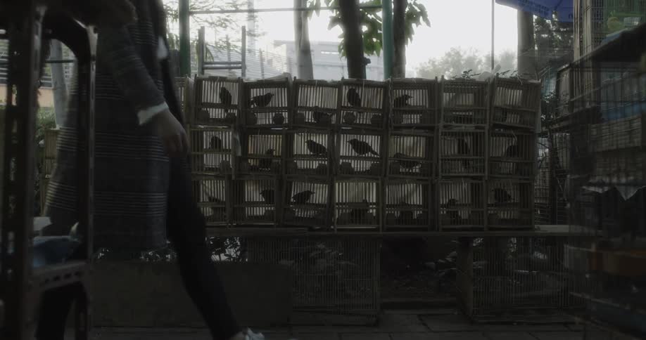 A person walks past a large pigeon coup