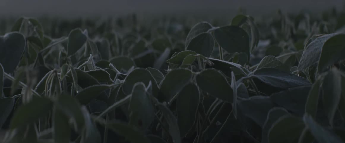 A thick area of fuzzy leaves