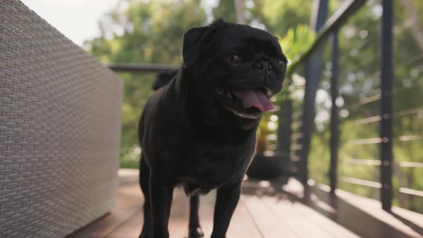 A pug dog is standing panting on a porch