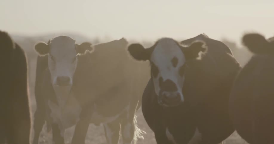 A herd of dusty cows